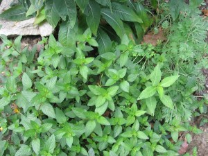 Akilah's Garden