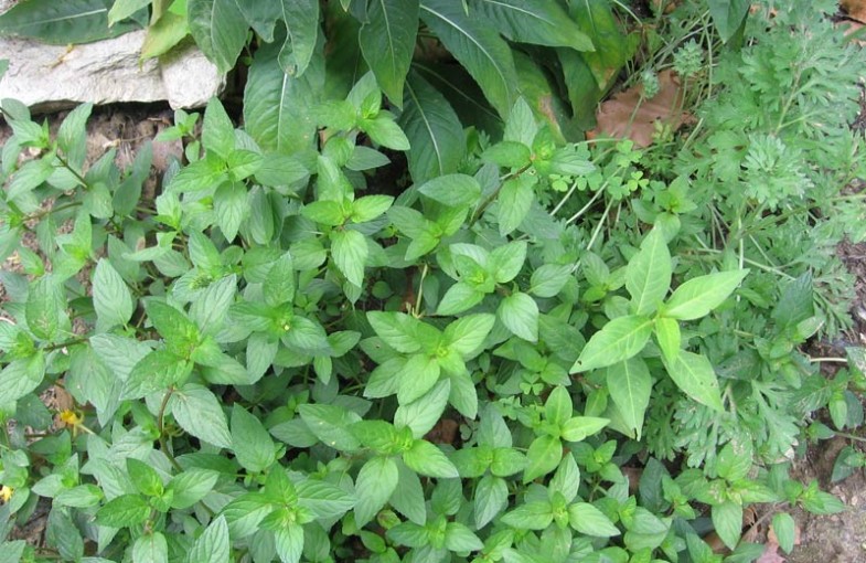 Akilah's Garden