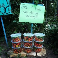 Tomatoes in Containers with "Food is Free, Please take one and enjoy!!!" Sign